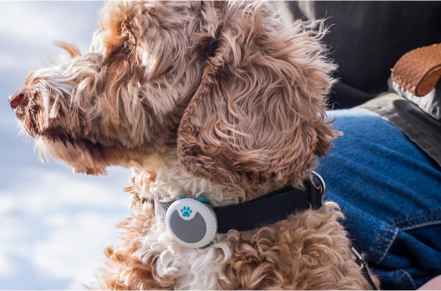 Amino Activity & Behavior Pet Tracker Giveaway