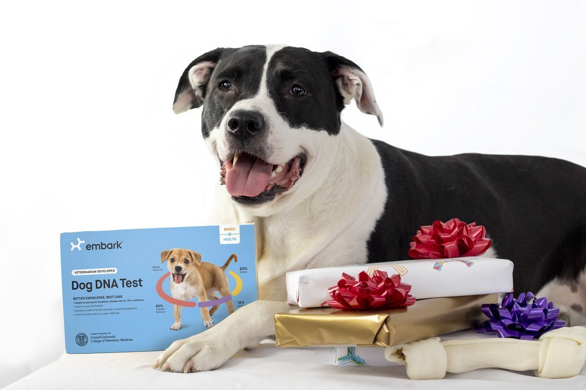 FREE Embark DNA Breed + Health Kit Giveaway