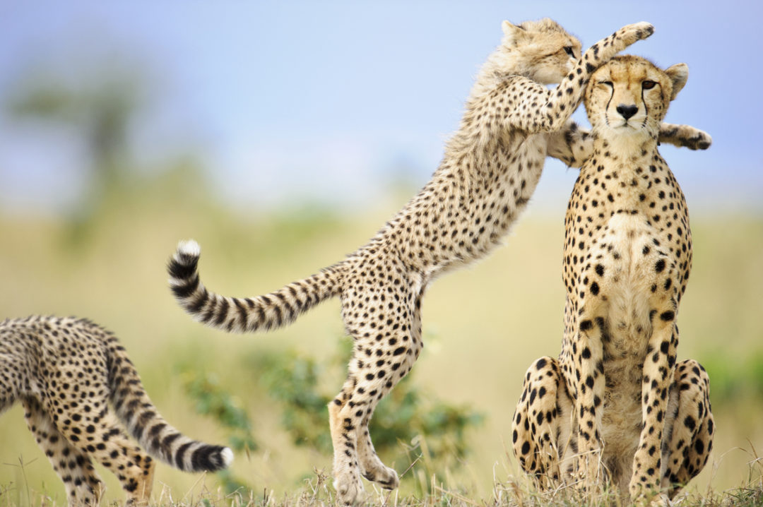 WIN A South African Safari For Two Giveaway